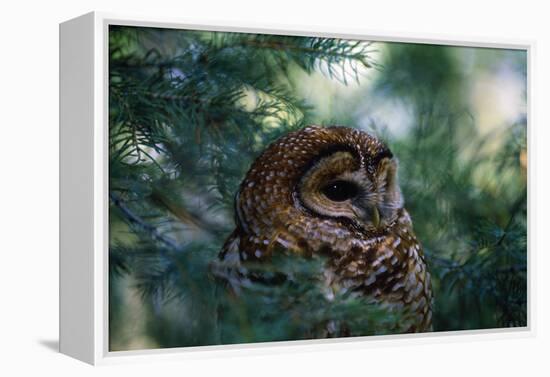 Spotted Owl-null-Framed Premier Image Canvas