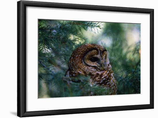 Spotted Owl-null-Framed Photographic Print