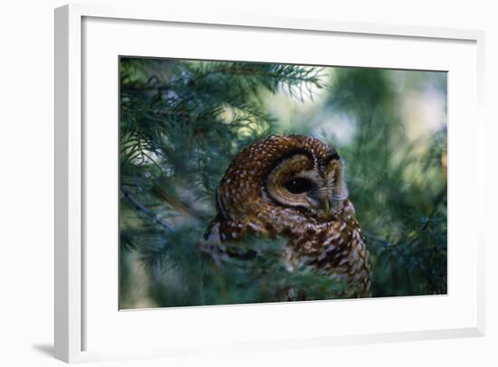 Spotted Owl--Framed Photographic Print