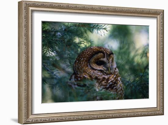 Spotted Owl-null-Framed Photographic Print