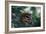 Spotted Owl-null-Framed Photographic Print