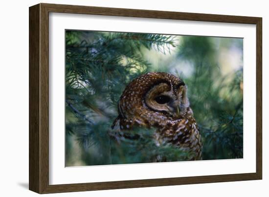 Spotted Owl-null-Framed Photographic Print