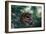 Spotted Owl-null-Framed Photographic Print