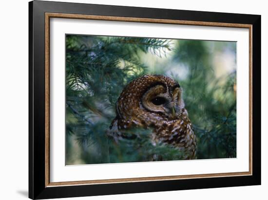 Spotted Owl-null-Framed Photographic Print