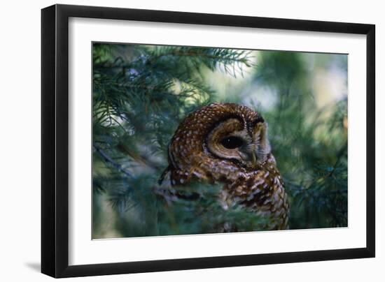 Spotted Owl-null-Framed Photographic Print