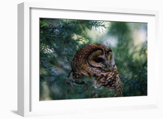 Spotted Owl-null-Framed Photographic Print