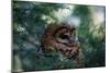 Spotted Owl-null-Mounted Photographic Print