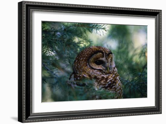 Spotted Owl-null-Framed Photographic Print