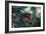 Spotted Owl-null-Framed Photographic Print