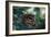 Spotted Owl-null-Framed Photographic Print