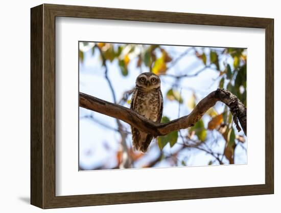 Spotted Owlet (Athene brama), Bandhavgarh National Park, Madhya Pradesh, India, Asia-Sergio Pitamitz-Framed Photographic Print