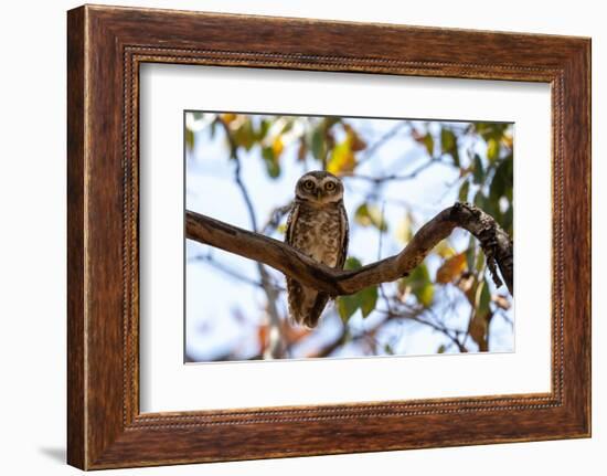 Spotted Owlet (Athene brama), Bandhavgarh National Park, Madhya Pradesh, India, Asia-Sergio Pitamitz-Framed Photographic Print