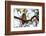 Spotted Owlet (Athene brama), Bandhavgarh National Park, Madhya Pradesh, India, Asia-Sergio Pitamitz-Framed Photographic Print