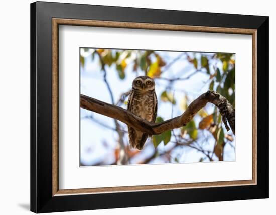 Spotted Owlet (Athene brama), Bandhavgarh National Park, Madhya Pradesh, India, Asia-Sergio Pitamitz-Framed Photographic Print