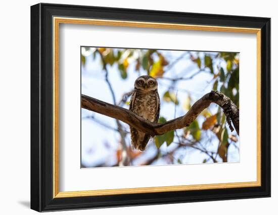 Spotted Owlet (Athene brama), Bandhavgarh National Park, Madhya Pradesh, India, Asia-Sergio Pitamitz-Framed Photographic Print