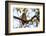 Spotted Owlet (Athene brama), Bandhavgarh National Park, Madhya Pradesh, India, Asia-Sergio Pitamitz-Framed Photographic Print