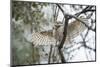 Spotted Owlet (Athene Brama), Ranthambhore, Rajasthan, India-Janette Hill-Mounted Photographic Print