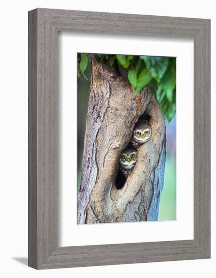 Spotted owlets (Athene brama) in tree hole, India-Panoramic Images-Framed Photographic Print