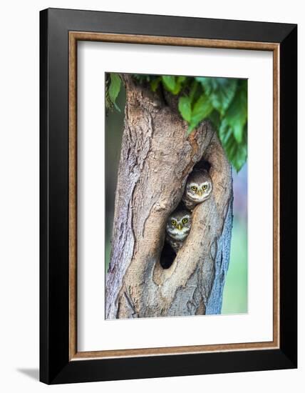 Spotted owlets (Athene brama) in tree hole, India-Panoramic Images-Framed Photographic Print