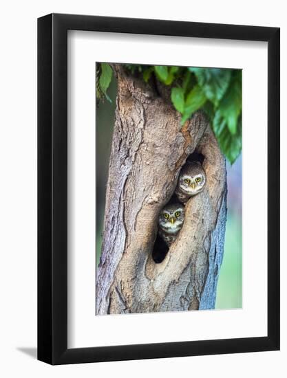 Spotted owlets (Athene brama) in tree hole, India-Panoramic Images-Framed Photographic Print