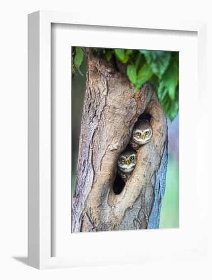 Spotted owlets (Athene brama) in tree hole, India-Panoramic Images-Framed Photographic Print