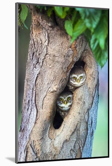 Spotted owlets (Athene brama) in tree hole, India-Panoramic Images-Mounted Photographic Print