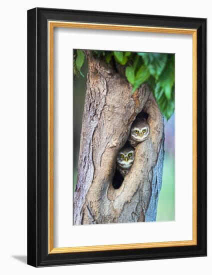 Spotted owlets (Athene brama) in tree hole, India-Panoramic Images-Framed Photographic Print