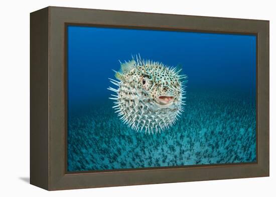 Spotted porcupinefish, inflated with seawater, Hawaii-David Fleetham-Framed Premier Image Canvas