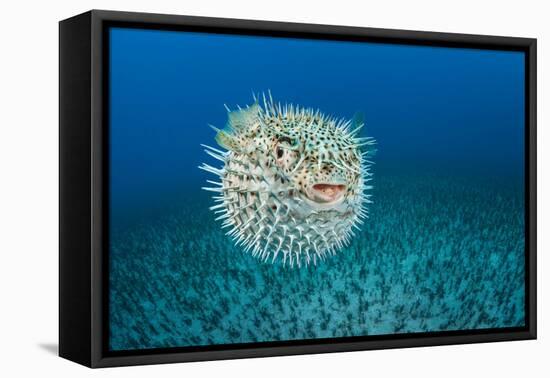 Spotted porcupinefish, inflated with seawater, Hawaii-David Fleetham-Framed Premier Image Canvas