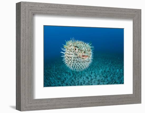 Spotted porcupinefish, inflated with seawater, Hawaii-David Fleetham-Framed Photographic Print