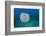 Spotted porcupinefish, inflated with seawater, Hawaii-David Fleetham-Framed Photographic Print