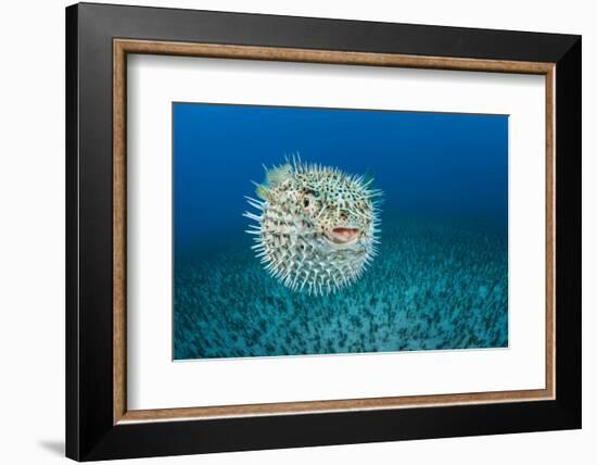 Spotted porcupinefish, inflated with seawater, Hawaii-David Fleetham-Framed Photographic Print