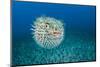 Spotted porcupinefish, inflated with seawater, Hawaii-David Fleetham-Mounted Photographic Print