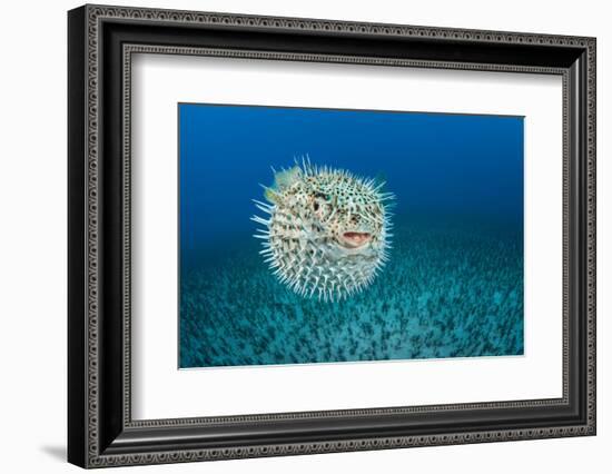 Spotted porcupinefish, inflated with seawater, Hawaii-David Fleetham-Framed Photographic Print