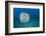 Spotted porcupinefish, inflated with seawater, Hawaii-David Fleetham-Framed Photographic Print