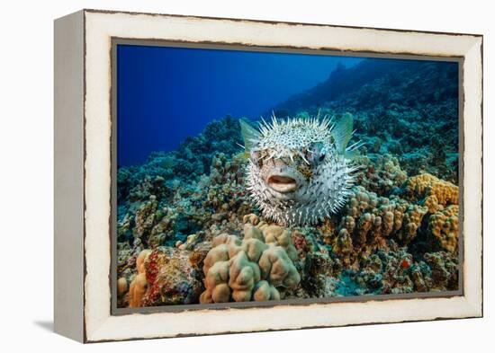 Spotted porcupinefish swimming over a reef, Hawaii-David Fleetham-Framed Premier Image Canvas