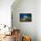 Spotted porcupinefish swimming over a reef, Hawaii-David Fleetham-Framed Premier Image Canvas displayed on a wall