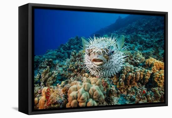 Spotted porcupinefish swimming over a reef, Hawaii-David Fleetham-Framed Premier Image Canvas