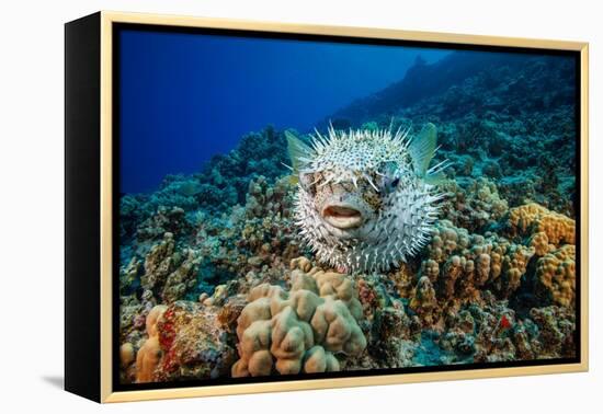 Spotted porcupinefish swimming over a reef, Hawaii-David Fleetham-Framed Premier Image Canvas