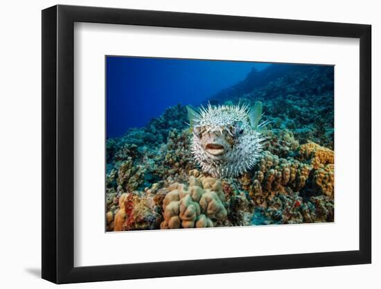 Spotted porcupinefish swimming over a reef, Hawaii-David Fleetham-Framed Photographic Print