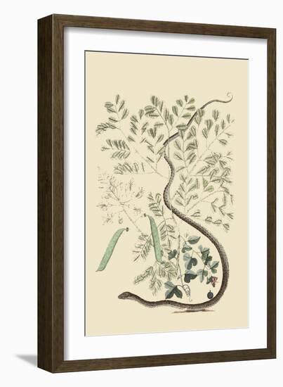 Spotted Ribbon Snake-Mark Catesby-Framed Art Print