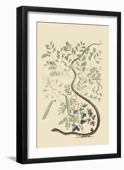 Spotted Ribbon Snake-Mark Catesby-Framed Art Print