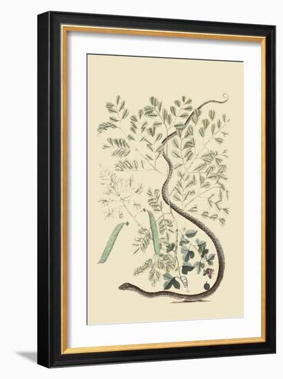 Spotted Ribbon Snake-Mark Catesby-Framed Art Print