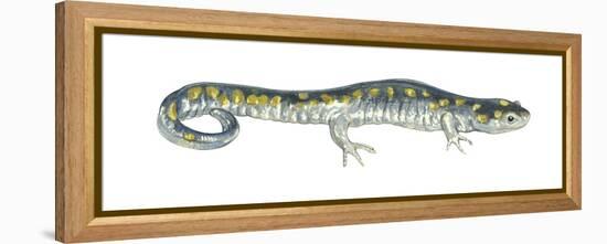 Spotted Salamander (Ambystoma Maculatum), Amphibians-Encyclopaedia Britannica-Framed Stretched Canvas