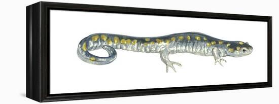 Spotted Salamander (Ambystoma Maculatum), Amphibians-Encyclopaedia Britannica-Framed Stretched Canvas