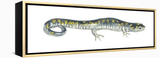 Spotted Salamander (Ambystoma Maculatum), Amphibians-Encyclopaedia Britannica-Framed Stretched Canvas