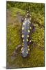 Spotted Salamander in Early Spring Migration-null-Mounted Photographic Print