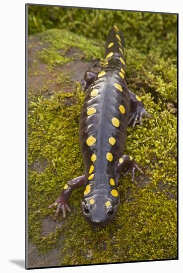 Spotted Salamander in Early Spring Migration-null-Mounted Photographic Print