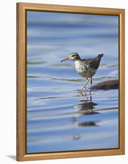 Spotted Sandpiper (Actitis Macularia)-James Hager-Framed Premier Image Canvas