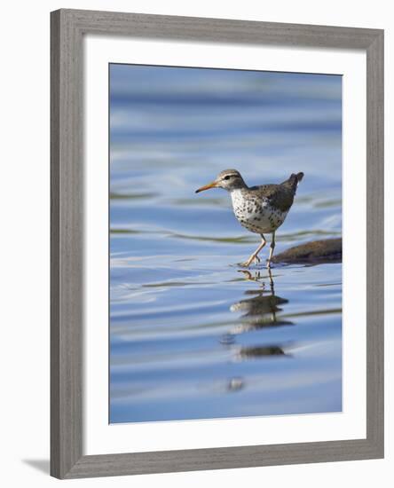 Spotted Sandpiper (Actitis Macularia)-James Hager-Framed Photographic Print